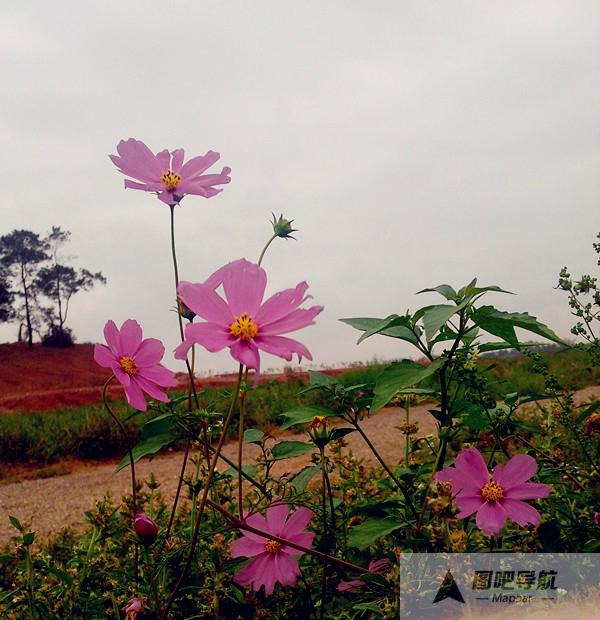 明阳农场